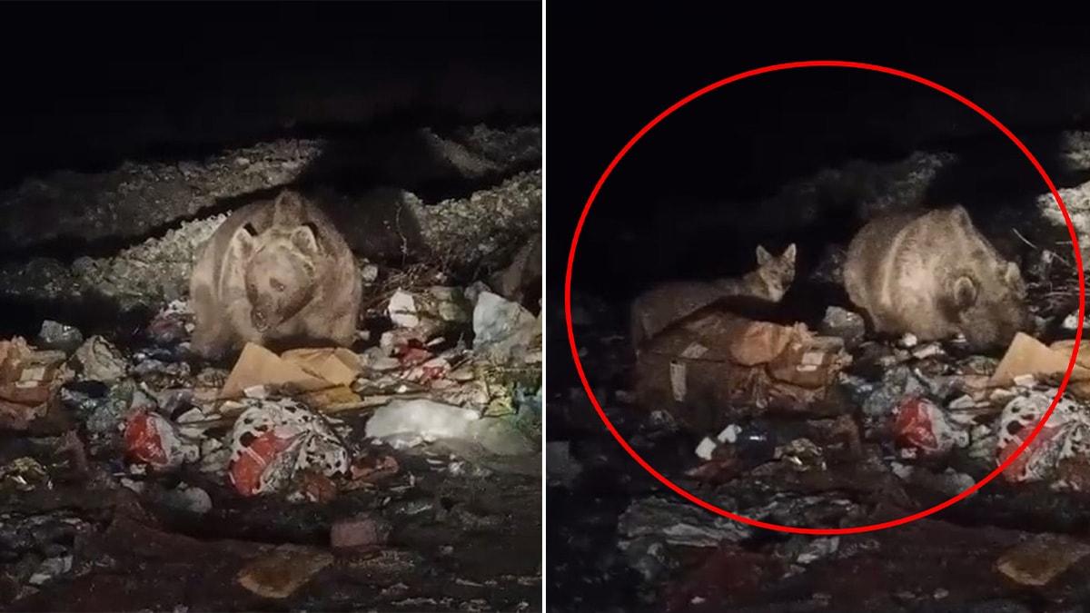 Doğa ve Sporun Kesişimi: Yerleşim Yerlerinde Yaban Hayatı ve Ekosistem Analizi
